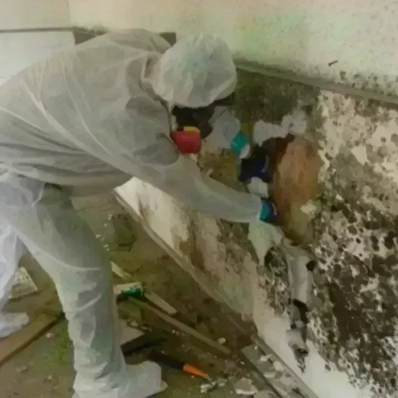 Mold Remediation and Removal in Mason County, TX